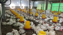 Peternakan Ayam Potong di Desa Nglayang Terus Berkembang, Pujo Purnomo Dorong Modernisasi dan Kepatuhan Lingkungan