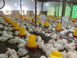 Peternakan Ayam Potong di Desa Nglayang Terus Berkembang, Pujo Purnomo Dorong Modernisasi dan Kepatuhan Lingkungan